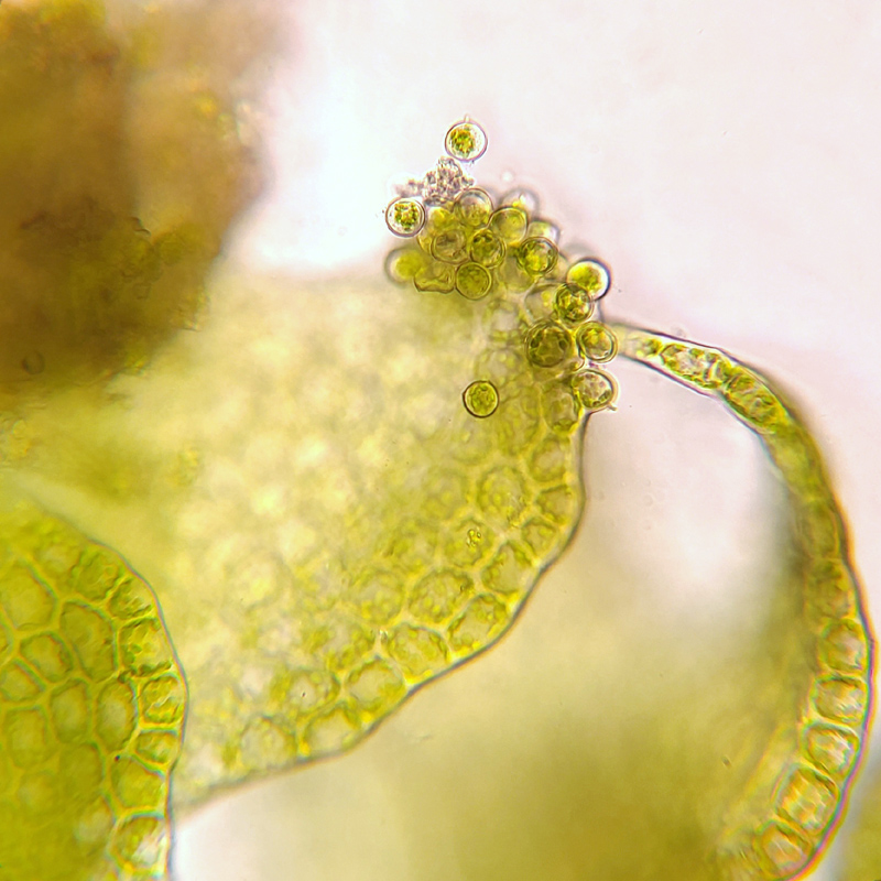 Nowellia curvifolia